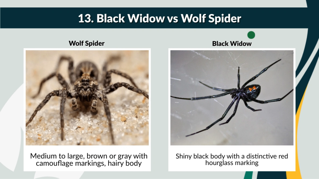 13. Black Widow vs Wolf Spider