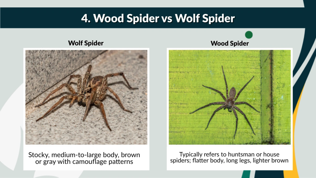 4. Wood Spider vs Wolf Spider