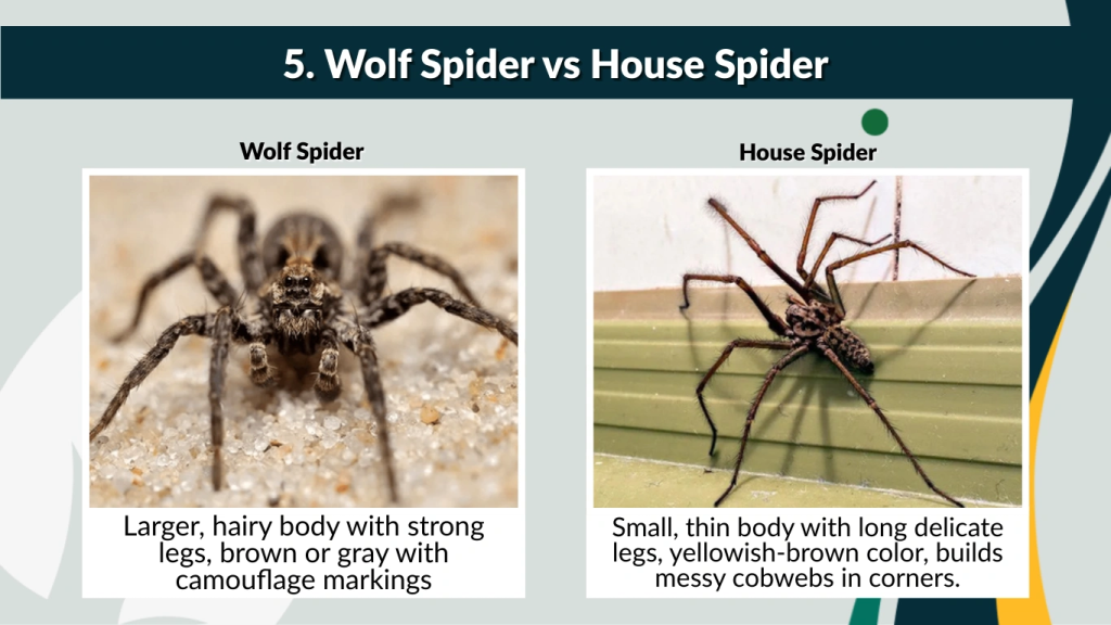 5. Wolf Spider vs House Spider