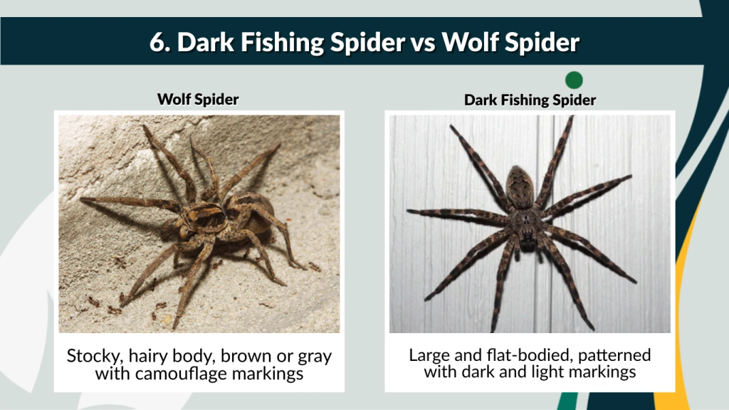 6. Dark Fishing Spider vs Wolf Spider