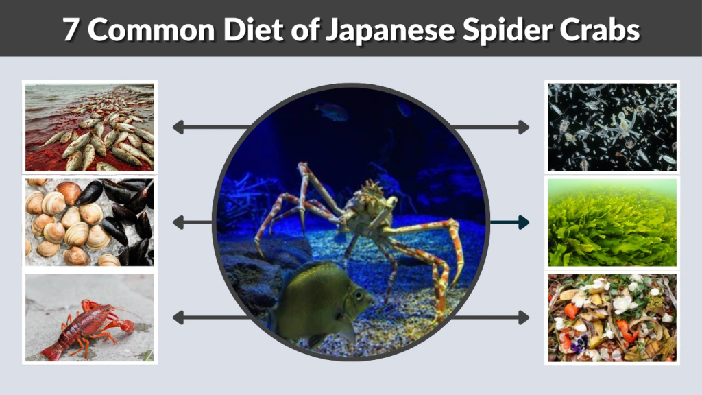 7 Common Diet of Japanese Spider Crabs