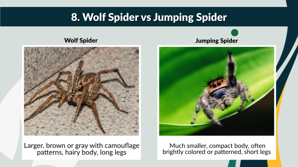 8. Wolf Spider vs Jumping Spider