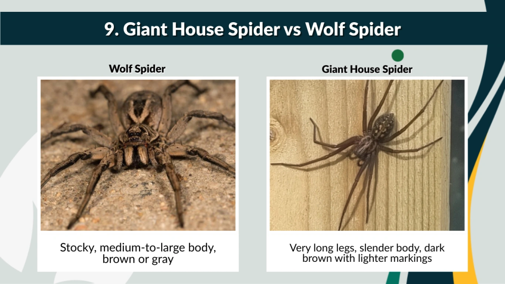 9. Giant House Spider vs Wolf Spider