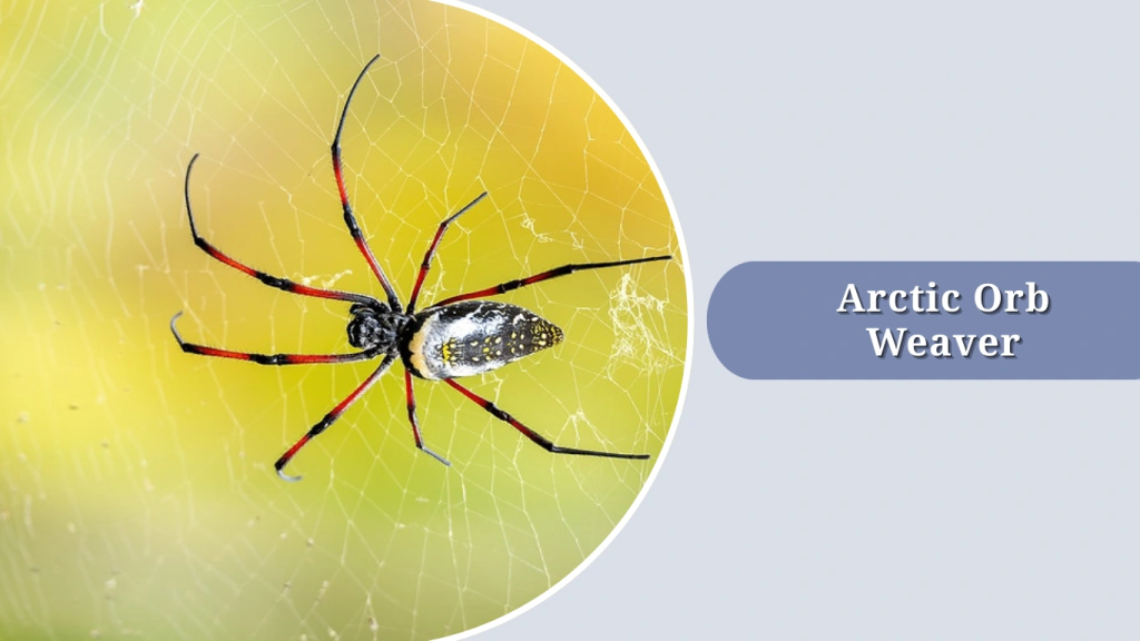 Arctic Orb Weaver