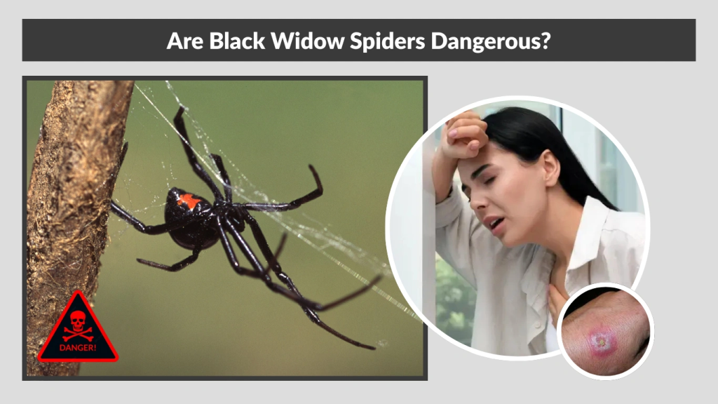 Are Black Widow Spiders Dangerous