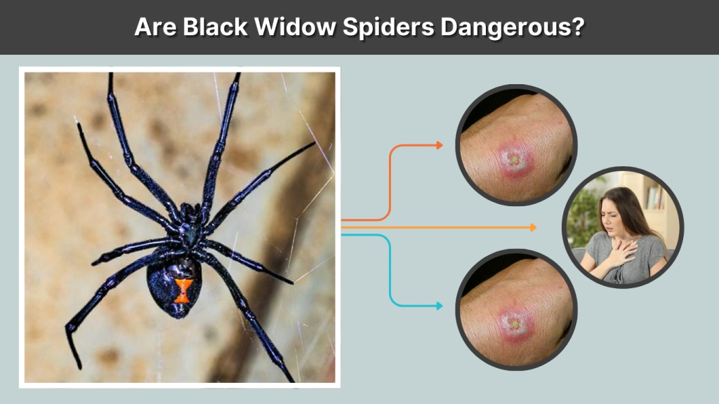 Are Black Widow Spiders Dangerous
