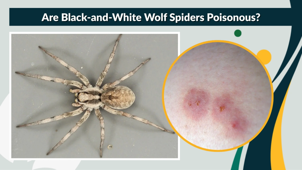 Are Black-and-White Wolf Spiders Poisonous