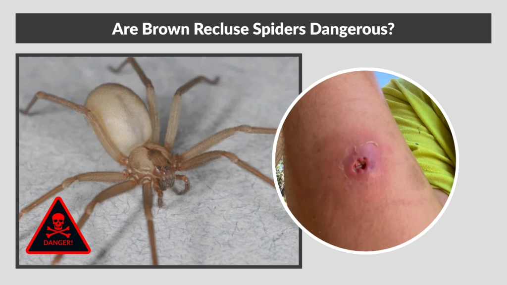 Are Brown Recluse Spiders Dangerous
