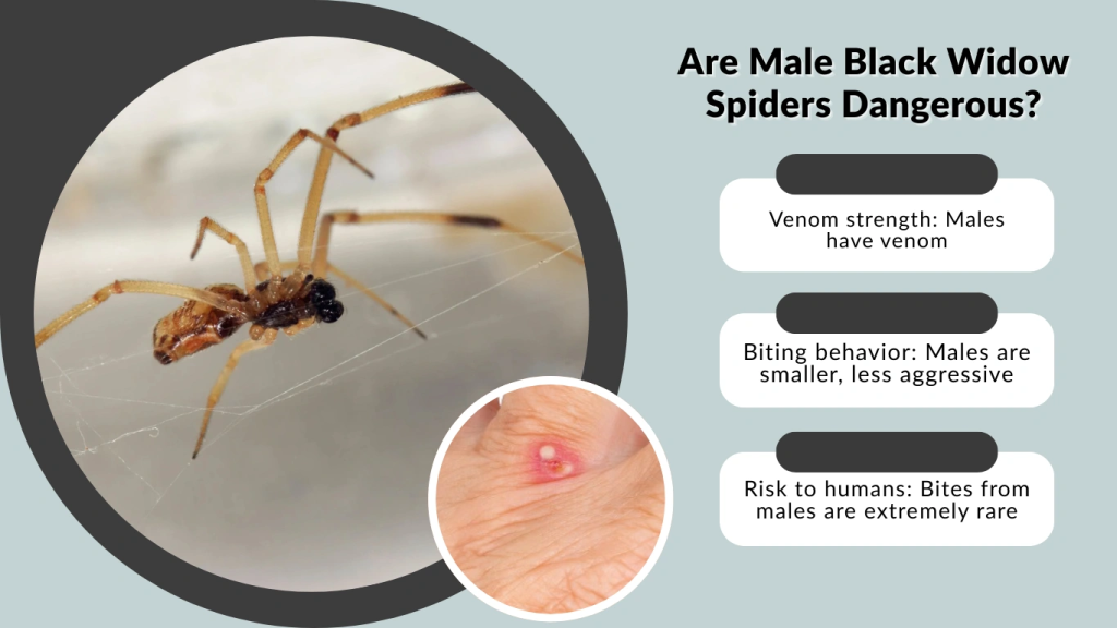 Are Male Black Widow Spiders Dangerous