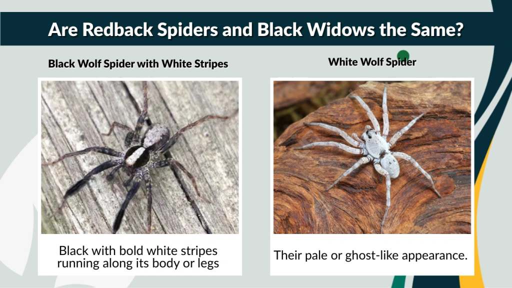 Are Redback Spiders and Black Widows the Same