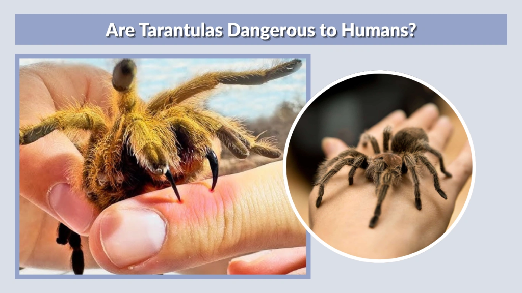 Are Tarantulas Dangerous to Humans