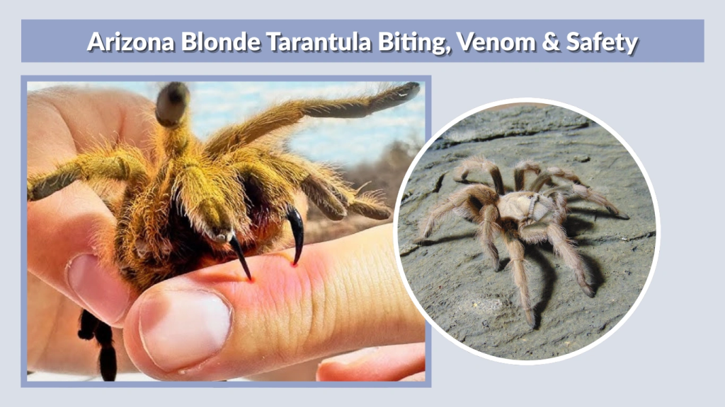 Arizona Blonde Tarantula Biting, Venom & Safety