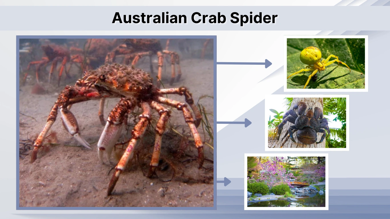 Australian Crab Spider : Myths, Species, and Facts