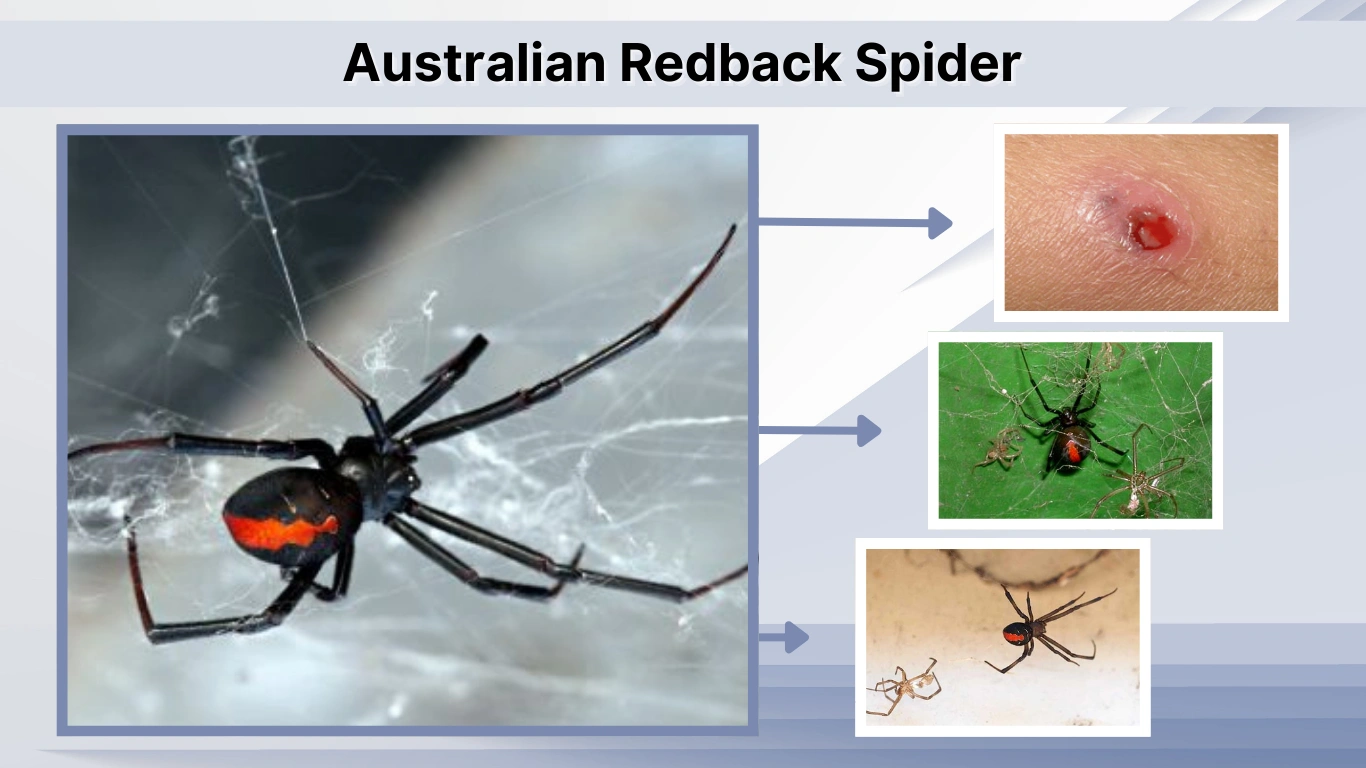 Australian Redback Spider: Facts, Bites, and Survival