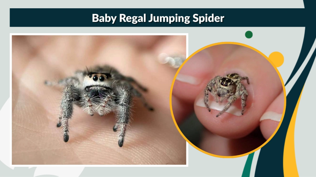 Regal Jumping Spider: Care Size Lifespan Identification Regal Jumping Spider: Care Size Lifespan Identification