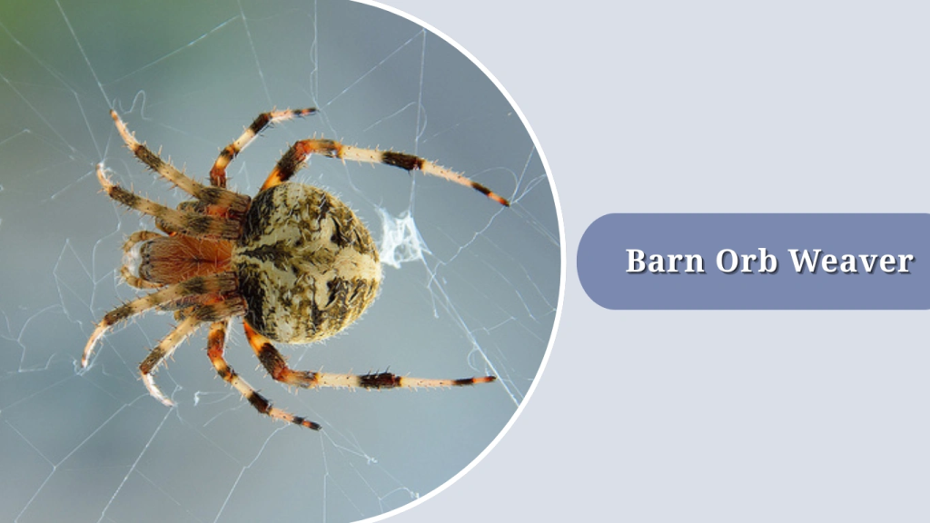 Barn Orb Weaver