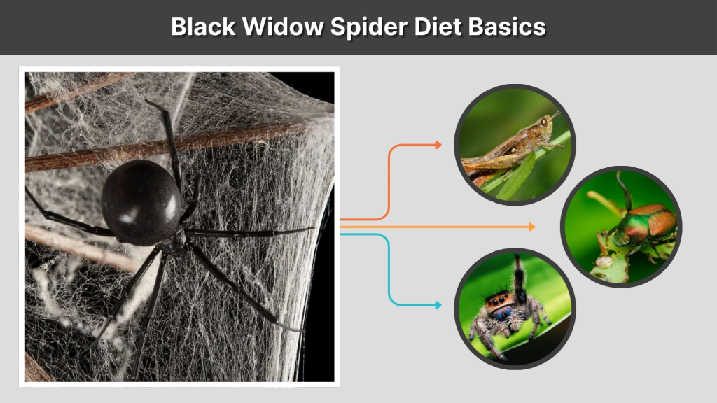 Black Widow Spider Diet Basics