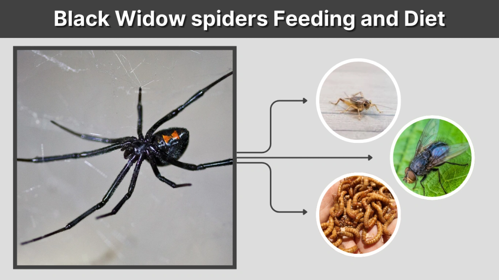 Black Widow spiders Feeding and Diet