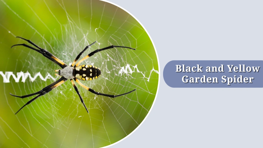Black and Yellow Garden Spider