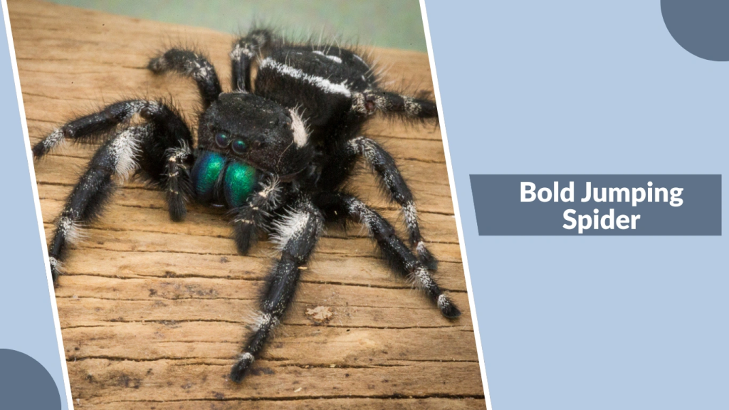 Bold Jumping Spider