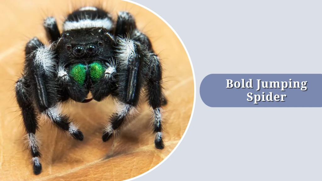 Bold Jumping Spider
