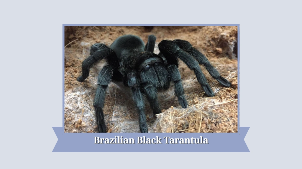Brazilian Black Tarantula