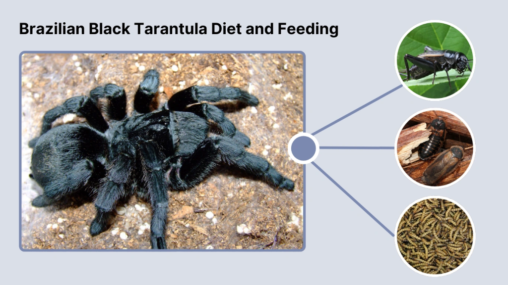 Brazilian Black Tarantula Diet and Feeding