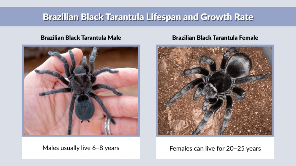 Brazilian Black Tarantula Lifespan and Growth Rate