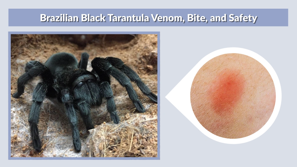 Brazilian Black Tarantula Venom, Bite, and Safety