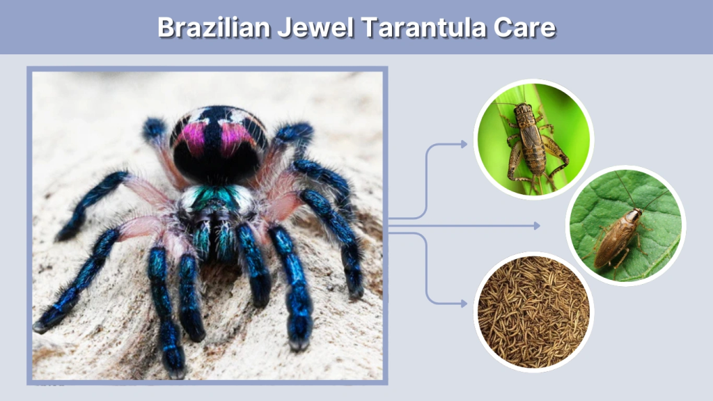 Brazilian Jewel Tarantula Care