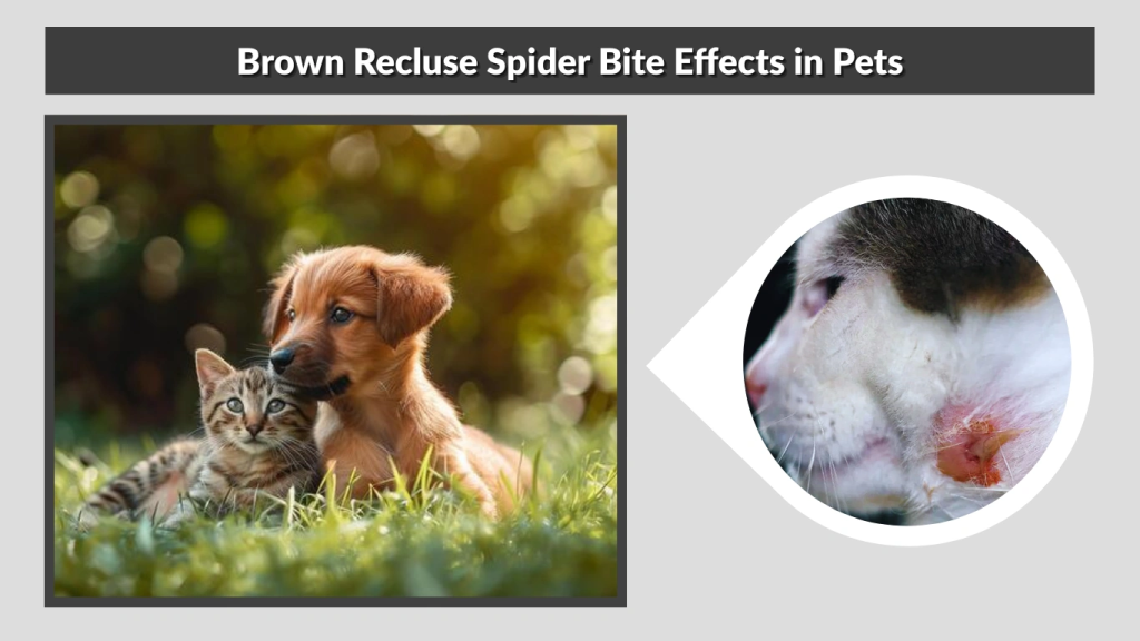 Brown Recluse Spider Bite Effects in Pets