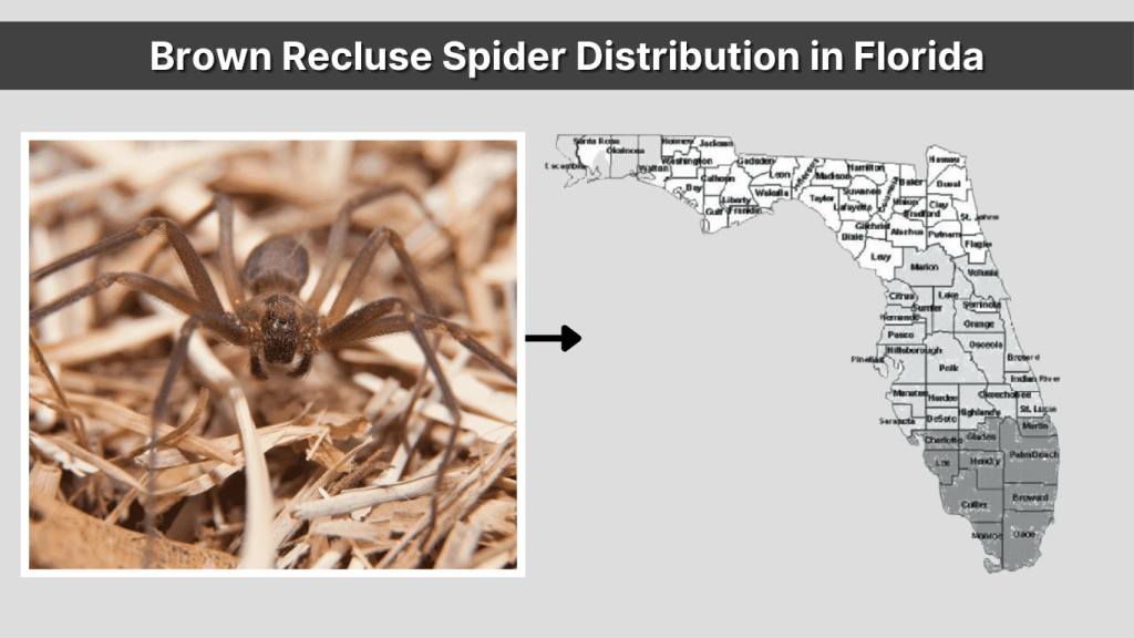 Brown Recluse Spider Distribution in Florida