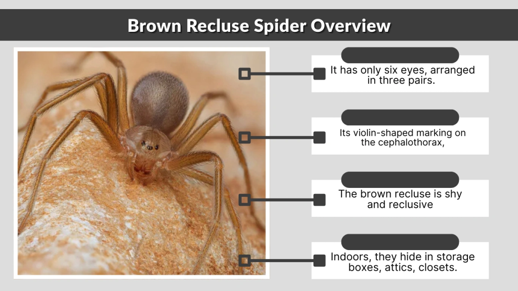 Brown Recluse Spider Overview