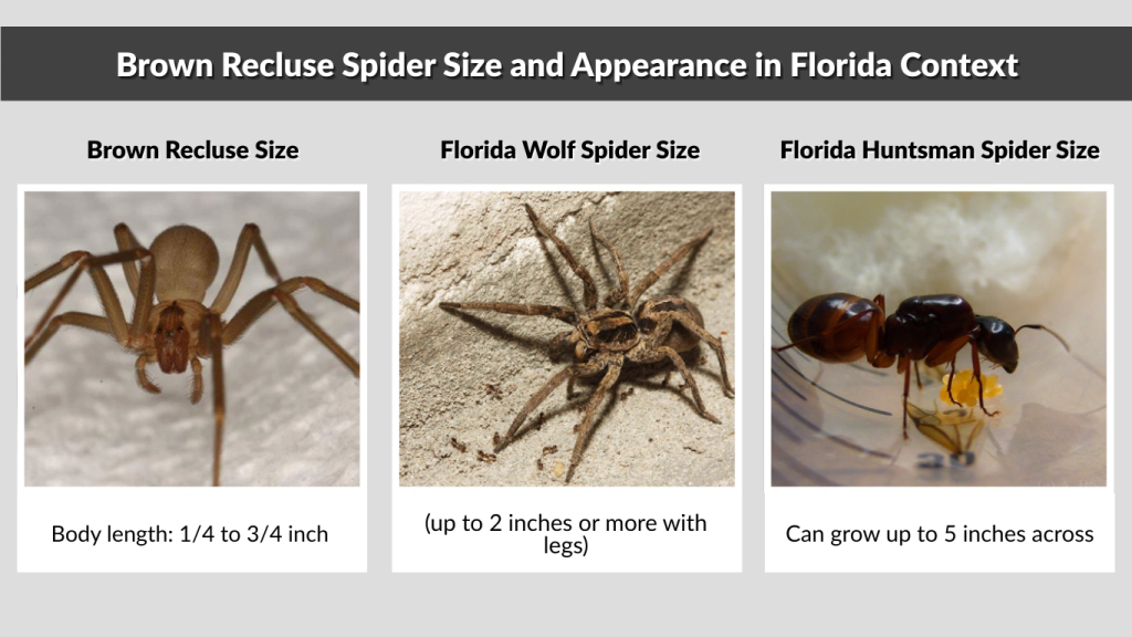 Brown Recluse Spider Size and Appearance in Florida Context