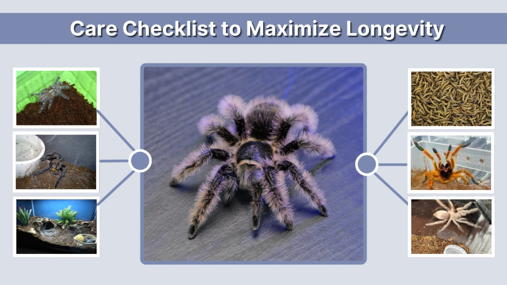 Care Checklist to Maximize Longevity