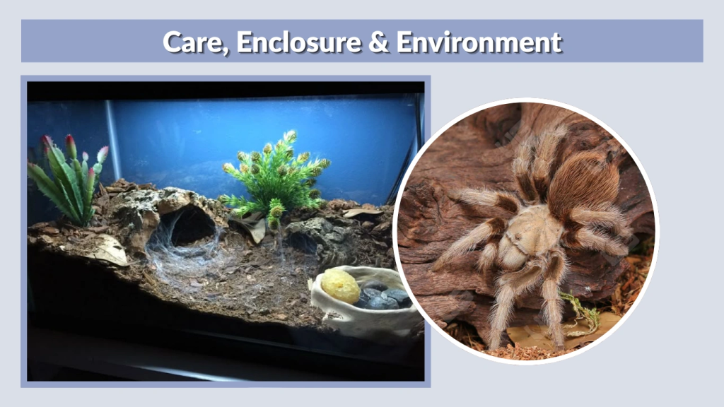 Care, Enclosure & Environment