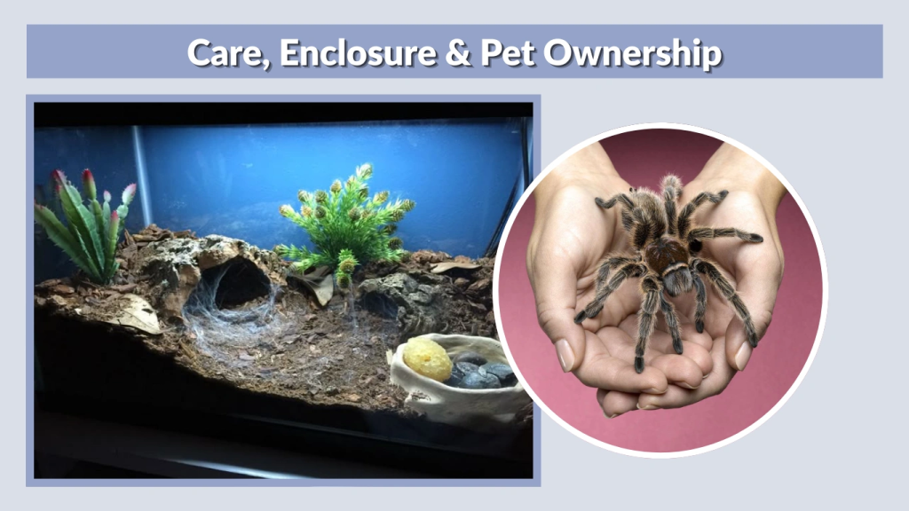 Care, Enclosure & Pet Ownership