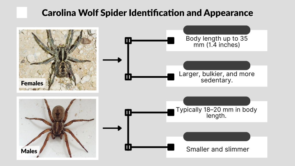 Carolina Wolf Spider Identification and Appearance