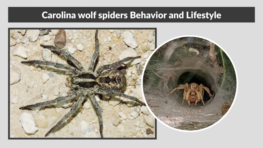 Carolina wolf spiders Behavior and Lifestyle