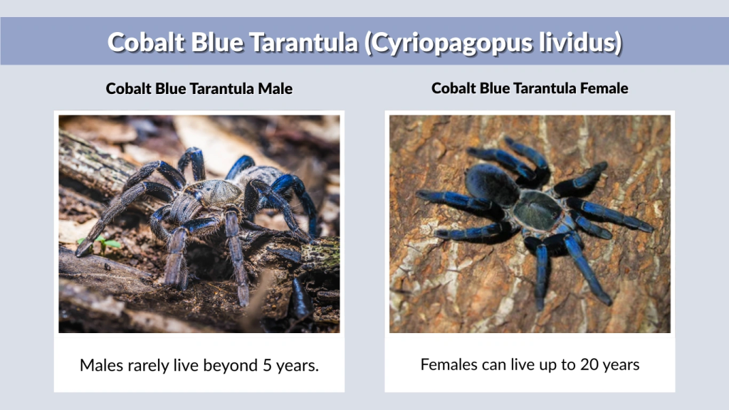 Cobalt Blue Tarantula (Cyriopagopus lividus)