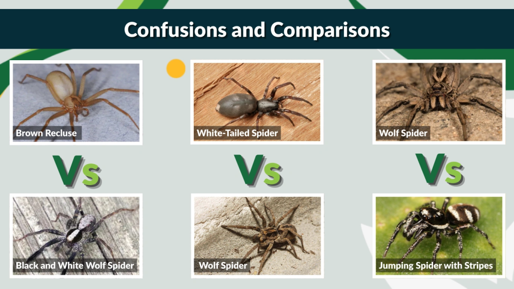 Confusions and Comparisons