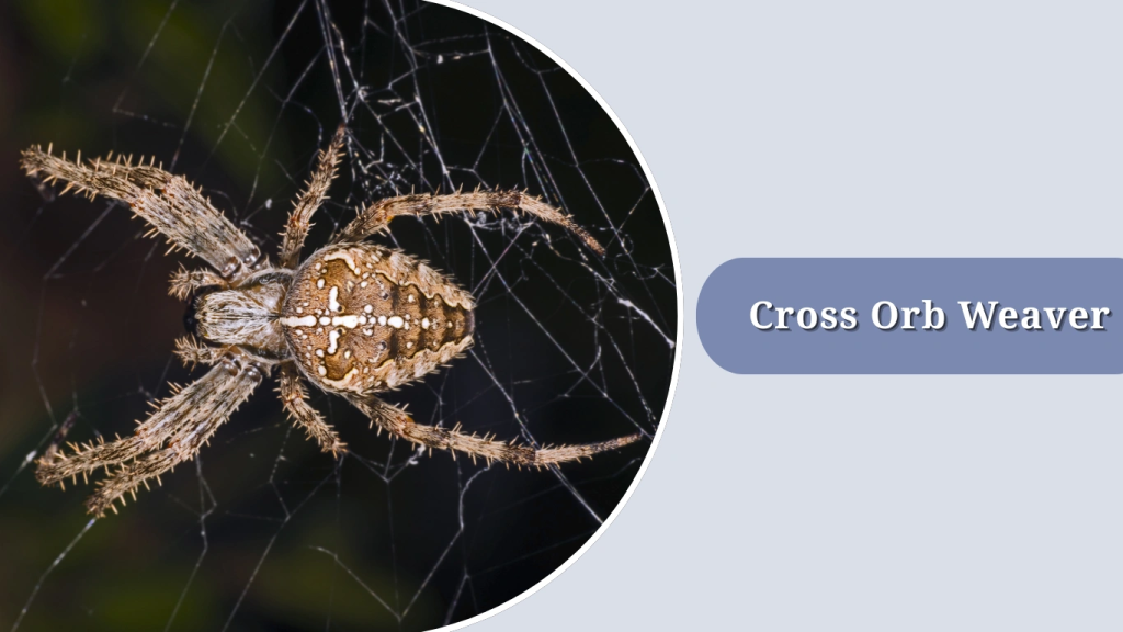 Cross Orb Weaver
