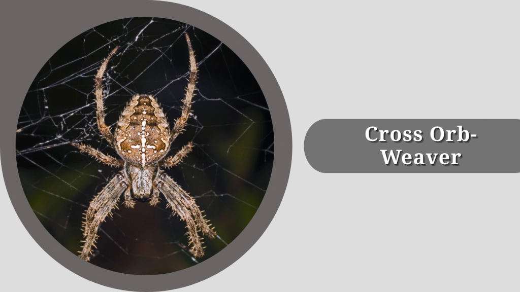 Cross Orb-Weaver