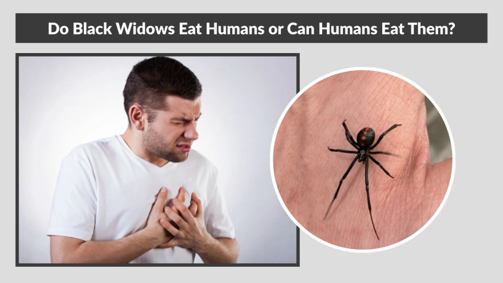 Do Black Widows Eat Humans or Can Humans Eat Them