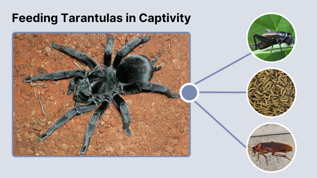 Feeding Tarantulas in Captivity