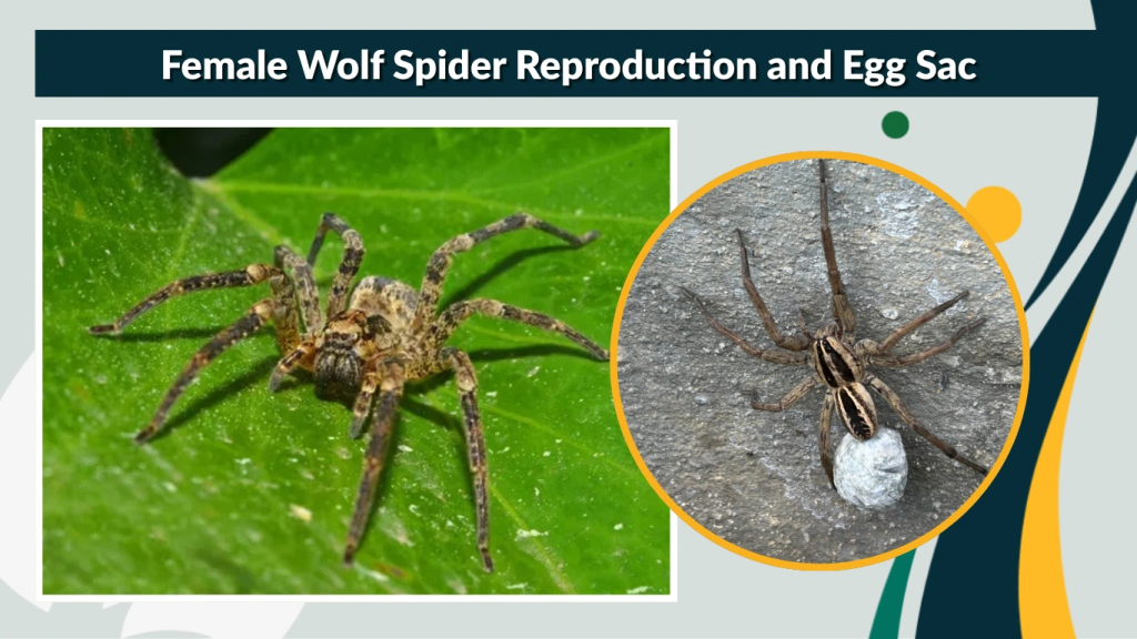 Female Wolf Spider Reproduction and Egg Sac