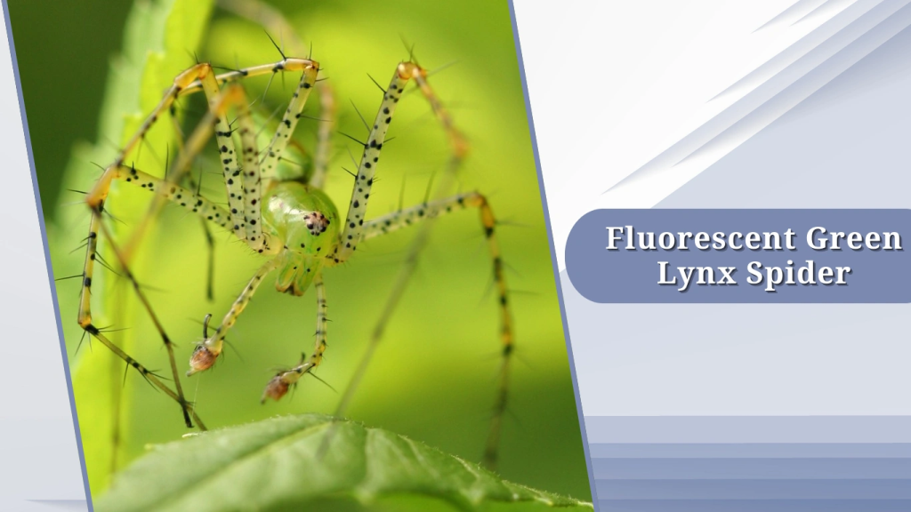 Fluorescent Green Lynx Spider