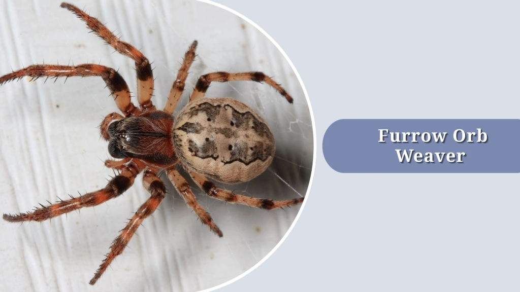  Furrow Orb Weaver