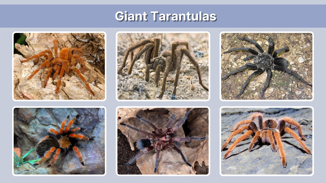 Giant Tarantulas: Species, Colors, Identification, Myths & Facts