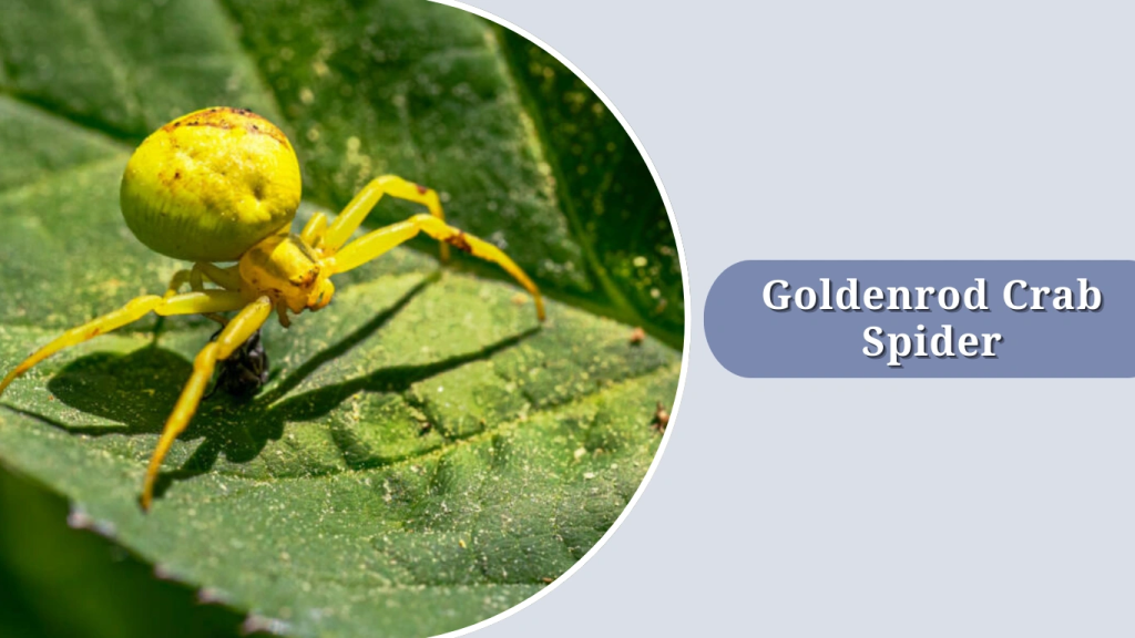 Goldenrod Crab Spider